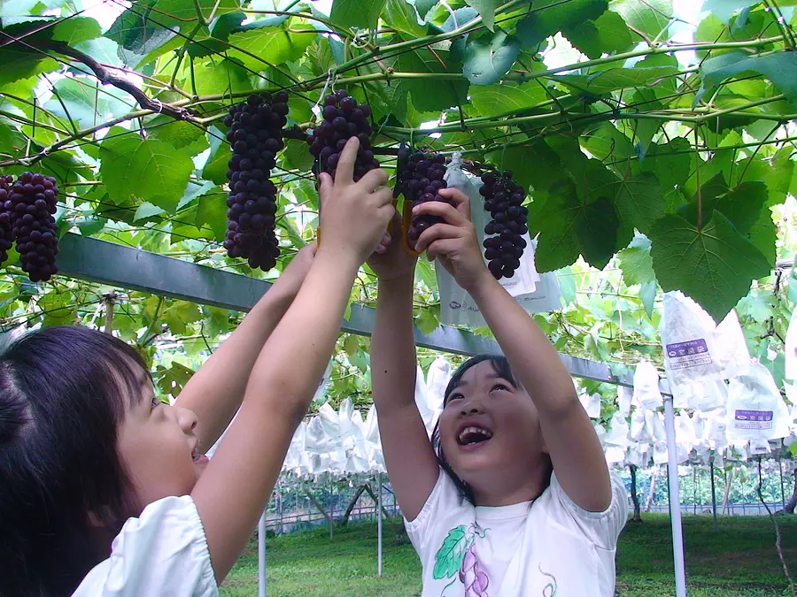 [Uvas] Recolección de uvas en el pueblo turístico Lago Shorenji