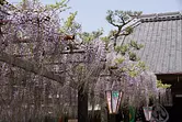 大愿寺的紫藤