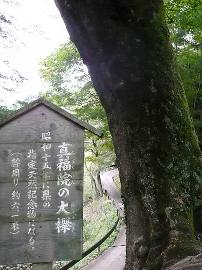 真福院のケヤキ①