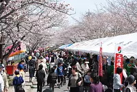 Festival des fleurs de cerise