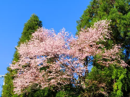 What are the points for viewing the new species of Kumano-zakuracherrytree? Kumano Sakura Association Mr. Tao and I will guide you through Kumano Kumano-zakuracherrytree spots in KihoTown