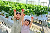 Recolección de fresas en la granja hecha a mano Mokumoku
