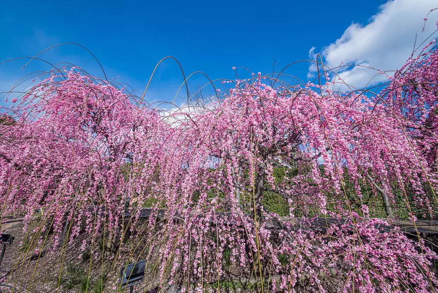 Plum Festival/Cherry Blossom Festival Nabananosato