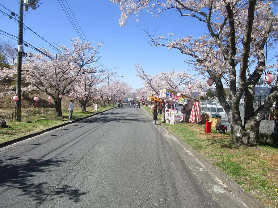 Fleurs de cerisier au parc central de Nabari