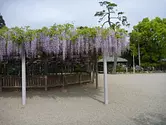 Glycine au parc Matsusaka (ruines du château de Matsuzaka)