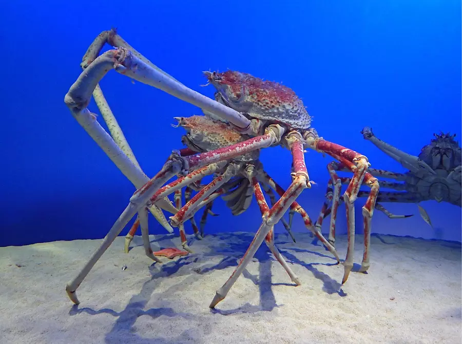 Crabe-araignée japonais