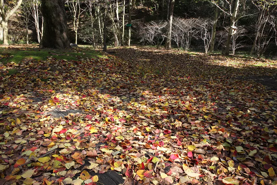 秋の里山　レッドヒルヒーサーの森