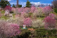 Plum blossoms in Kazahaya no Sato