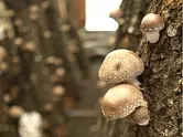 [Shiitake] Recolección de hongos shiitake en Mushroom Land