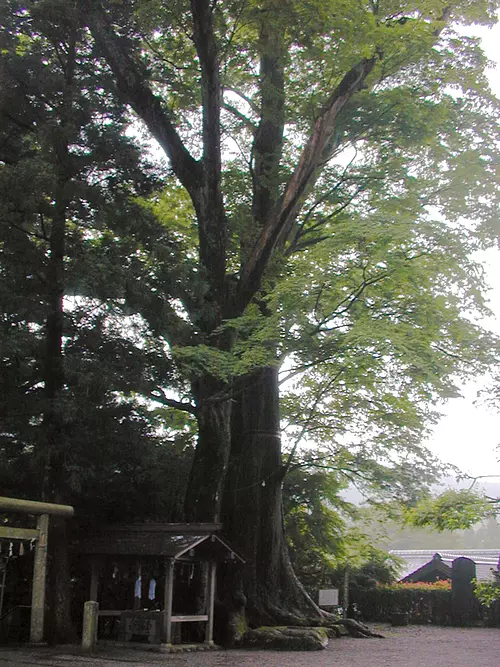 国津神社的榉树