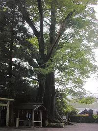 国津神社の欅
