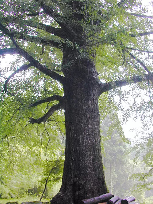 Ohatsuki Ginkgo en el templo Higami Fudoin