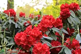 Akatsuka Rhododendron Garden Rhododendron Festival