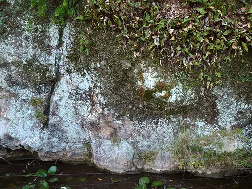 Communauté d'orchidées mille-pattes Fudoin