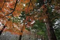 ฤดูใบไม้ร่วง Satoyama ป่าเฮเทอร์เนินเขาสีแดง（RedHilForestofHisa）