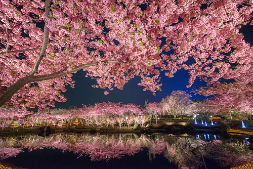 梅まつり・桜まつり　なばなの里　