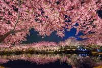 Plum Festival/Cherry Blossom Festival Nabananosato
