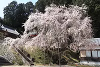 Weeping cherry blossoms at Archer Shrine