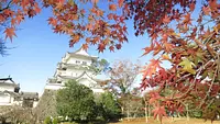 上野公園の紅葉