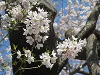 「개최 중지」파루 벚꽃 축제