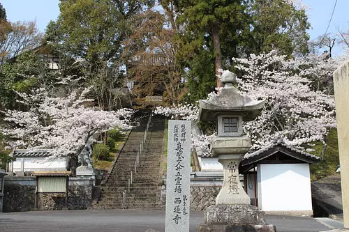 Sakura au temple Sairenji