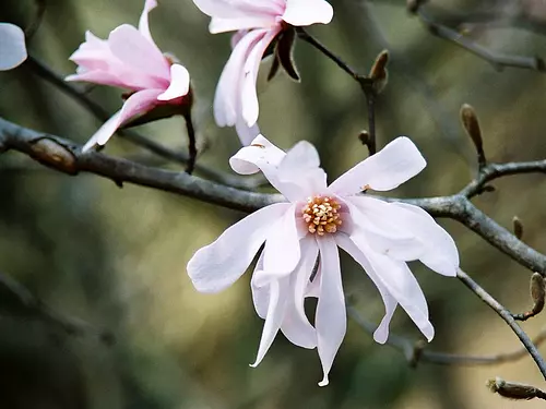 シデコブシの花