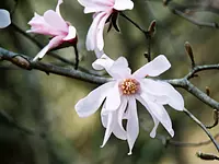 flor de shidekobushi