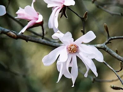 シデコブシの花