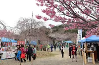 요코야마 벚꽃 축제(개화 정보도 게재)