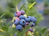 藍莓採摘