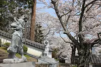 Sakura en el templo Sairenji