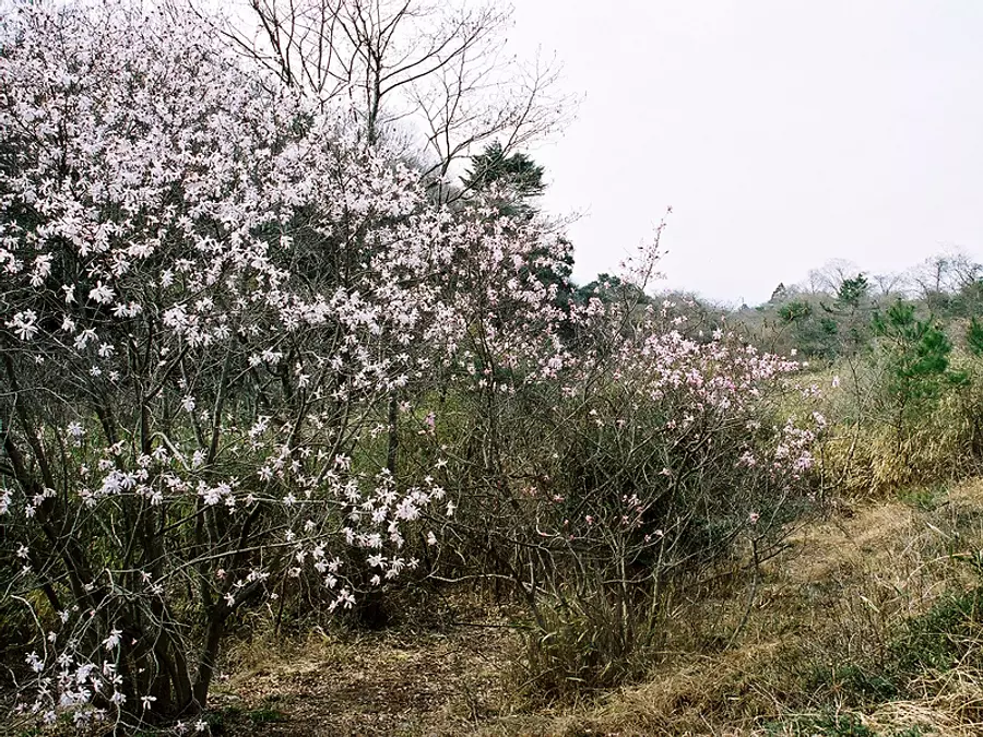 田光（tabika）的竹节和湿地植物群落①