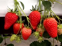 快乐农园草莓采摘
