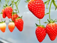 haru草莓农园草莓采摘