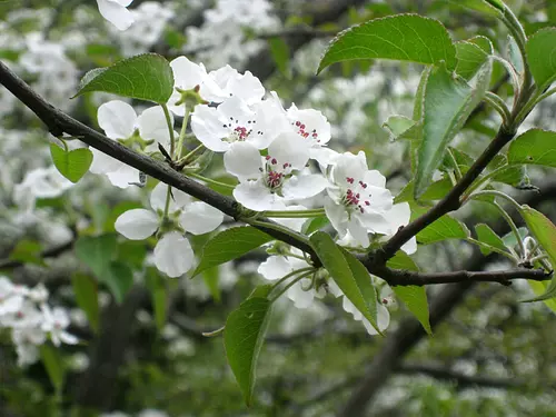 イヌナシの花