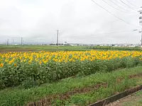 Campo de girasoles en Nishitoyohama-cho ciudad de Ise