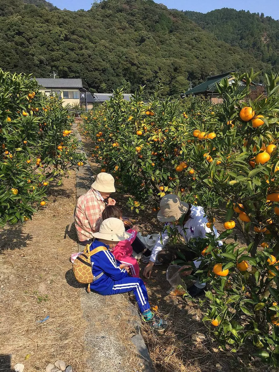 2023年中止秋季的味觉“采摘柑橘”和多次的街道徒步旅行