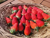 多度绿色农场草莓采摘