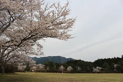 余野公園のさくら
