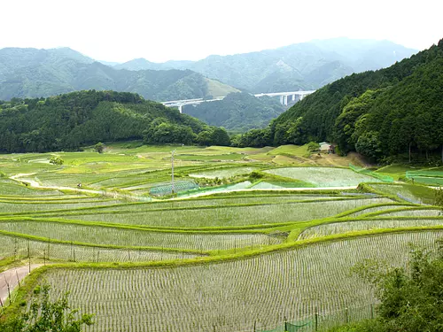 Sakamoto rice terraces ①