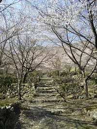 Cerezos en flor del templo Taiunji