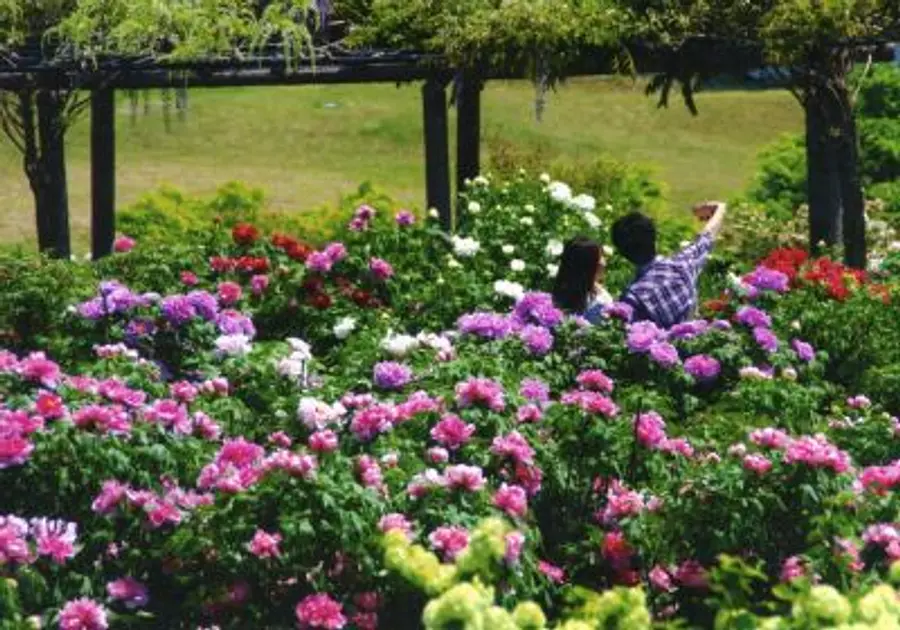 Special feature on parks and gardens in InabeCity and KomonoTown! Introducing 6 places♪