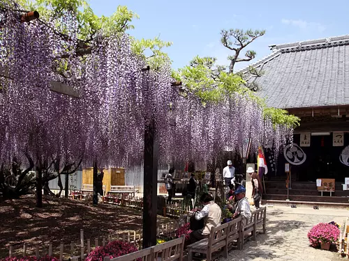 太巌寺とふじ①