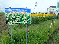 Campo de girasoles en Nishitoyohama-cho ciudad de Ise