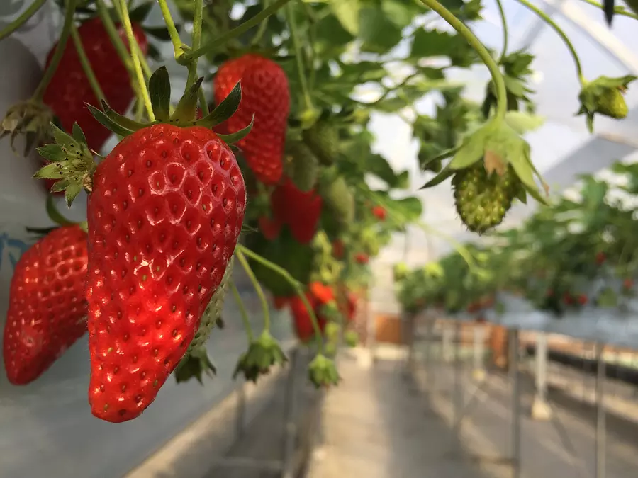 Magasin de fraises Kurobee Cueillette de fraises