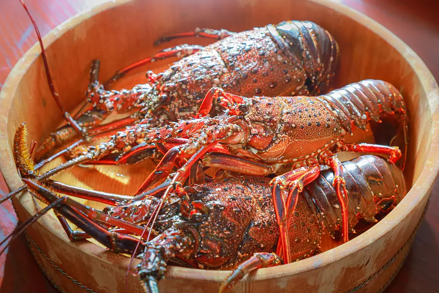 今がまさに旬 🦐おいしい「伊勢海老」を、”刺身”で”しゃぶしゃぶ”で