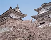 Fleurs de cerisier au parc d&#39;Ueno