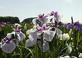 Jardín Ise Iris [Flores]