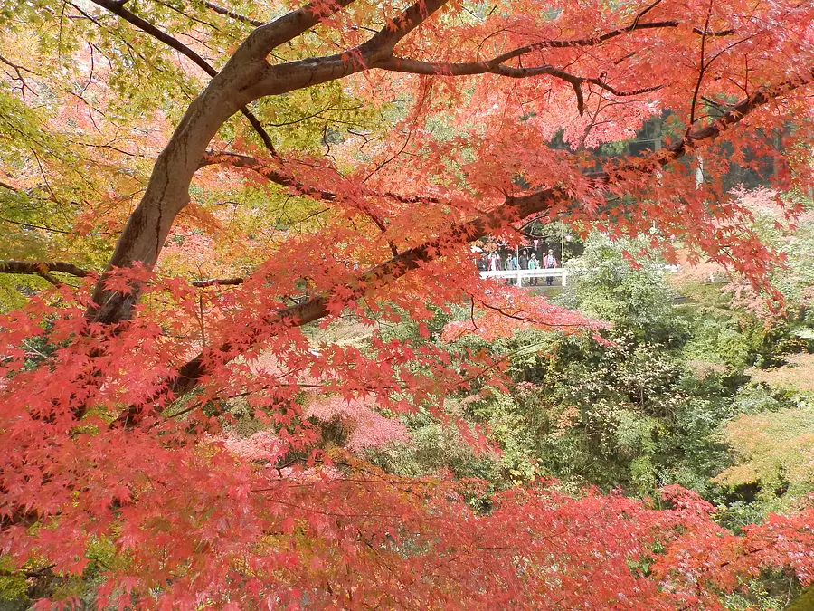 ใบไม้เปลี่ยนสีในหุบเขาคาวาจิ
