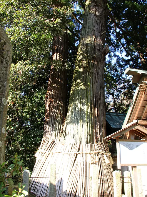 Shinmei cedar in Mika